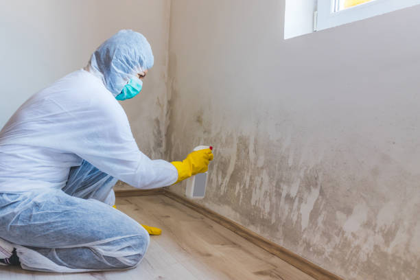 Licensed Mold Cleanup service in Vandalia, IL - WQB Mold Removal
