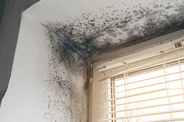 Affordable Mold Cleanup solutions in Vandalia, IL