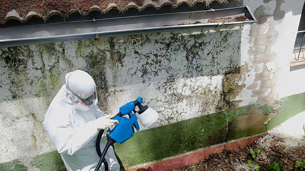 Top rated local Mold Cleanup specialists in Vandalia, IL